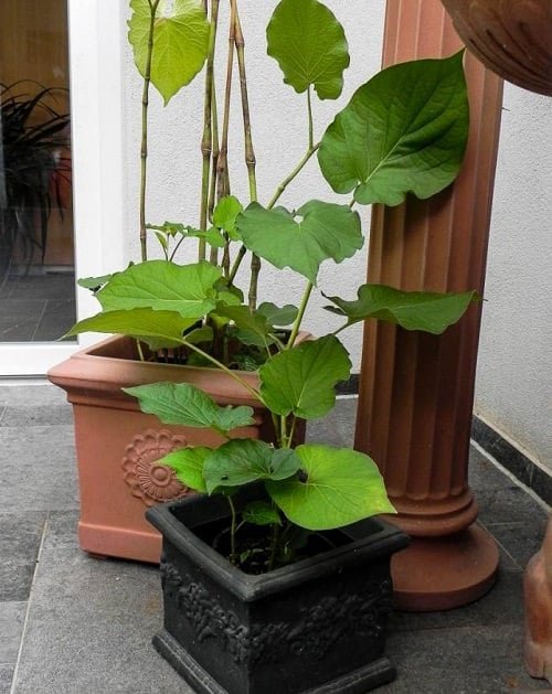 How to Grow a Mexican Herb Garden 3