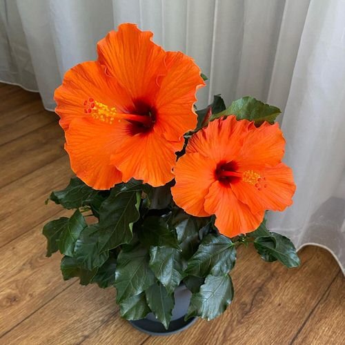 Chinese Hibiscus - Orange Flowers
