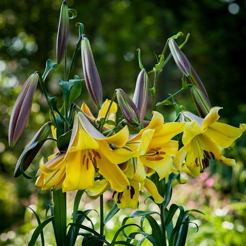 Best Types of Lilies 19