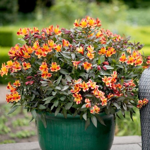 Orange Alstroemeria - orange Flowers