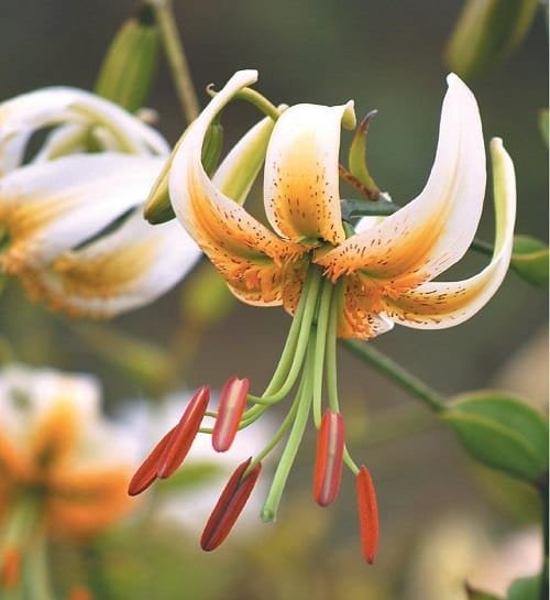 Best Types of Lilies 20