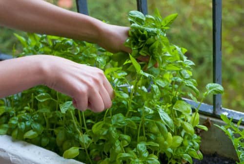 How to Make a Balcony Herb Garden 3