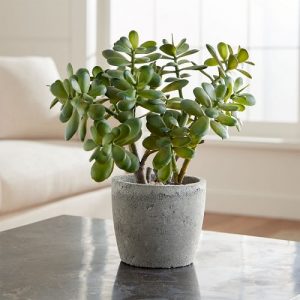 10 Best Tabletop Succulents to Grow | Balcony Garden Web