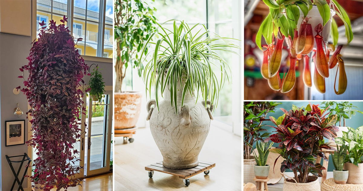 Types Of Indoor Plants 0964