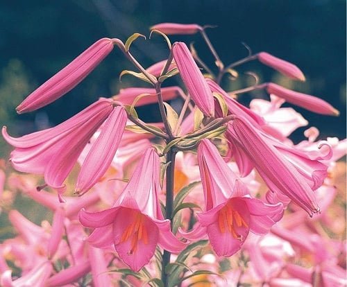 Best Types of Lilies 22