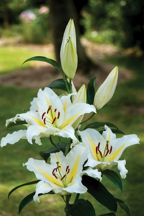 Best Types of Lilies 23
