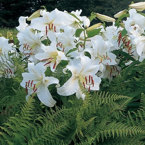 Best Types of Lilies 24