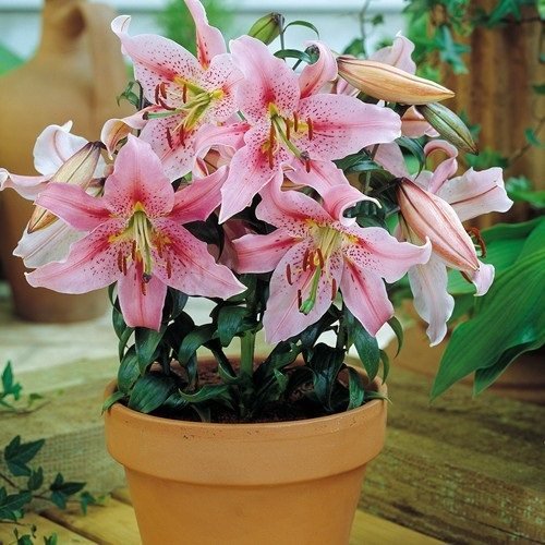 Best Types of Lilies 25