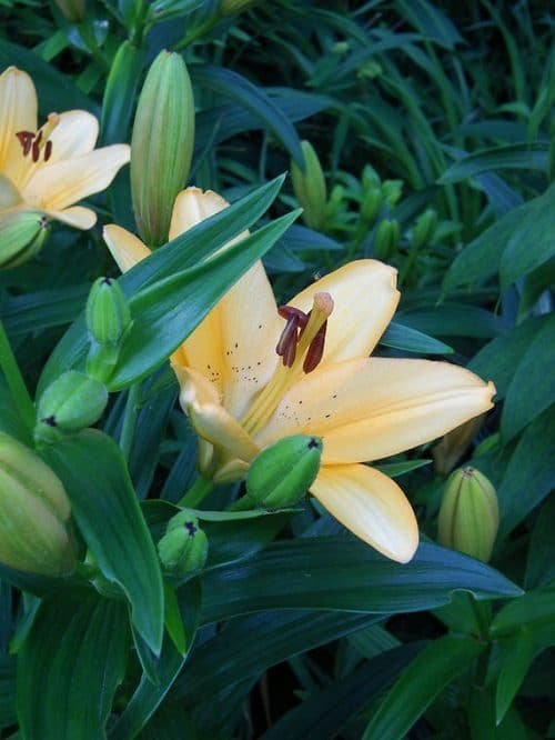Best Types of Lilies 28