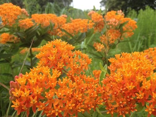 Orange Flowers - Butterfly Weed