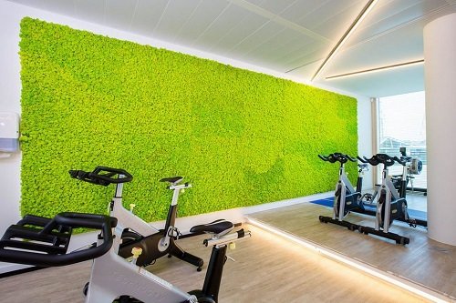 Best Plants for Gym 4