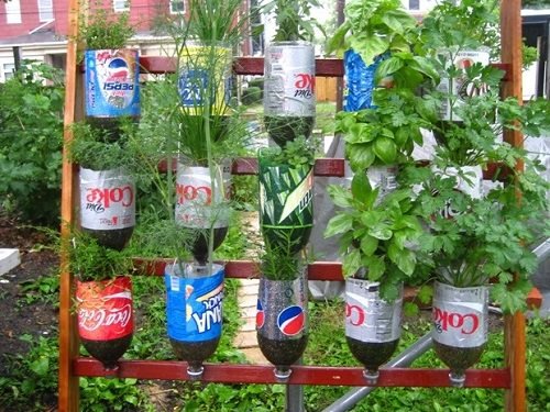 Growing Herbs in Plastic Bottles 4
