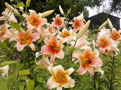 Best Types of Lilies 29