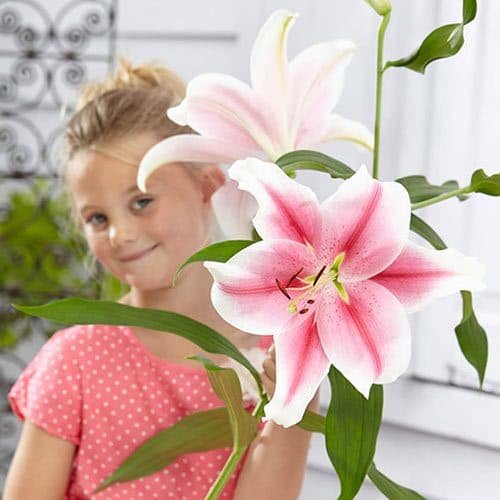 Best Types of Lilies 30