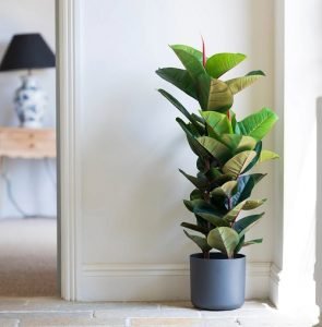 15 Best Plants for Gym | Houseplants for Home Gym
