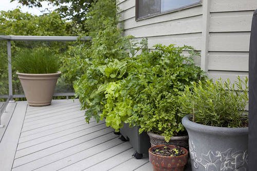 How to Make a Balcony Herb Garden
