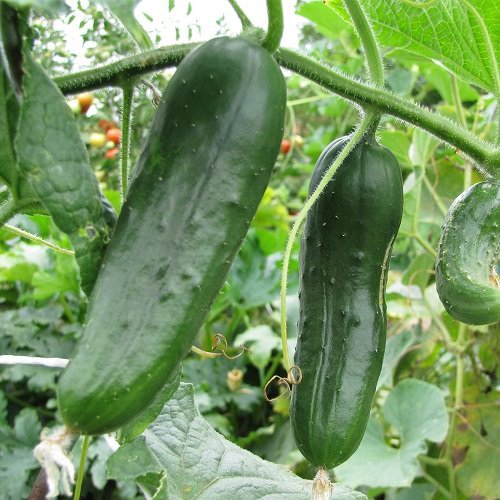 Types of Cucumber 2