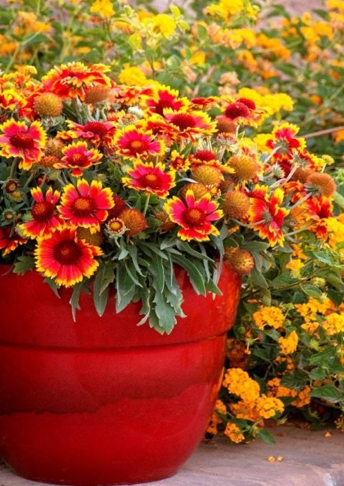 79 Best Types of Orange Flowers | Eye-Catching Orange Flower Names 36
