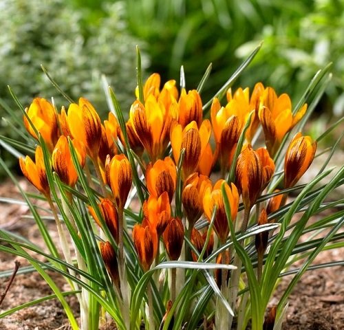 79 Best Types of Orange Flowers | Eye-Catching Orange Flower Names 30
