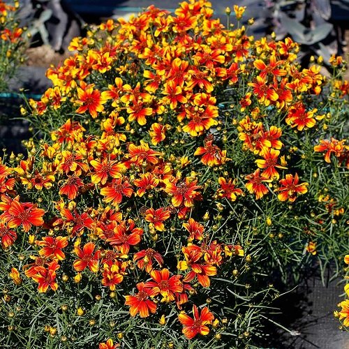 79 Best Types of Orange Flowers | Eye-Catching Orange Flower Names 38