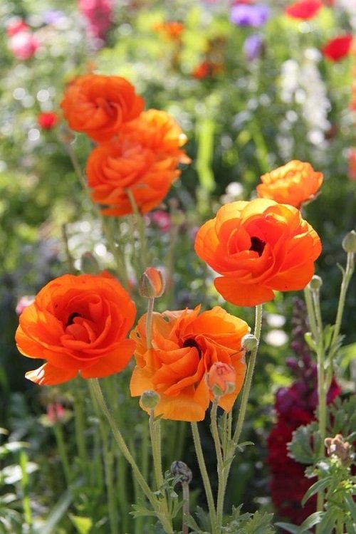 79 Best Types of Orange Flowers | Eye-Catching Orange Flower Names 34