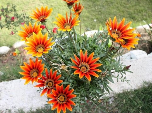 79 Best Types of Orange Flowers | Eye-Catching Orange Flower Names 31