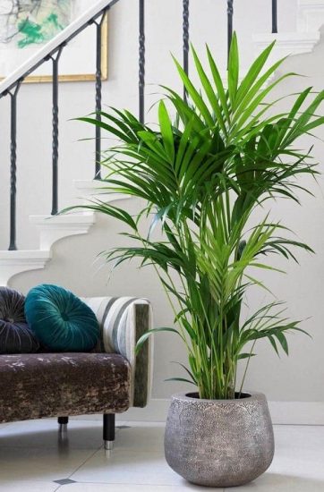 60 Different Types of Indoor Plants | Houseplant Types