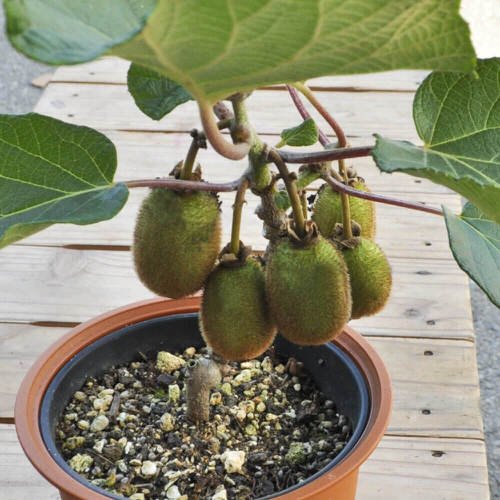 How To Grow Kiwi In a Pot 2
