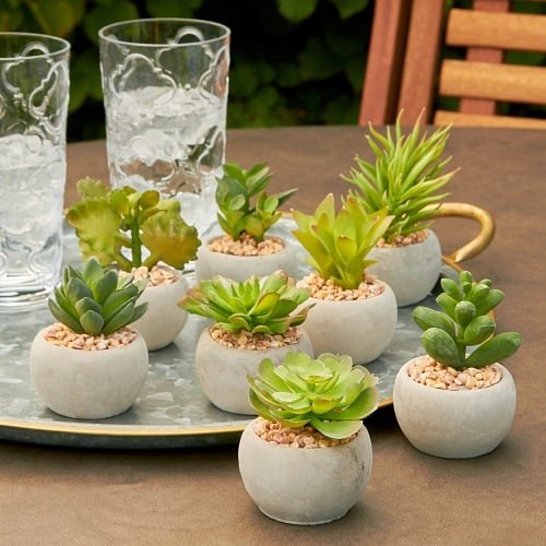 How Often To Water Succulents