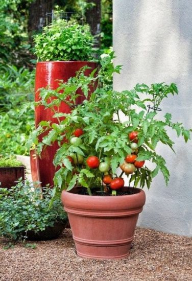 According to a Chinese Study Use Coco Peat for Bumper Tomato Harvest