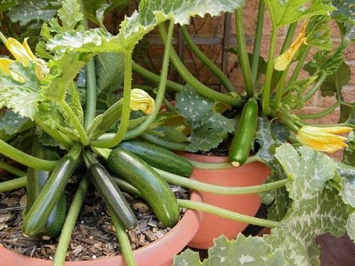 Image of Spinach and Zucchini plants