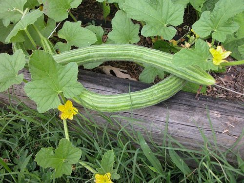 Types of Cucumber 3