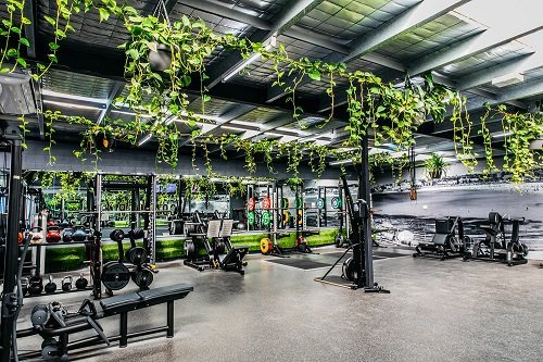 Best Plants for Gym