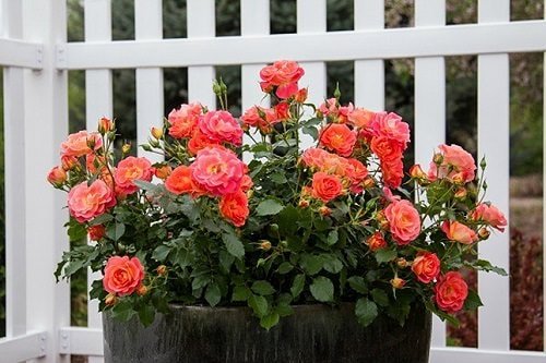 Tips to Make Roses Bloom