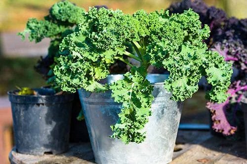 Best Types of Kale 