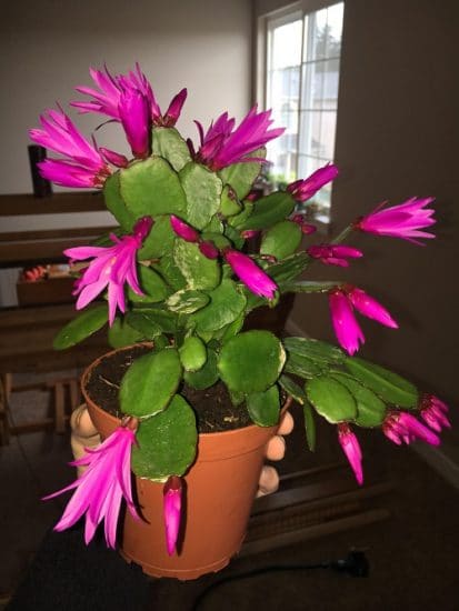 25 Best Indoor Cactus Plants for Home | Balcony Garden Web