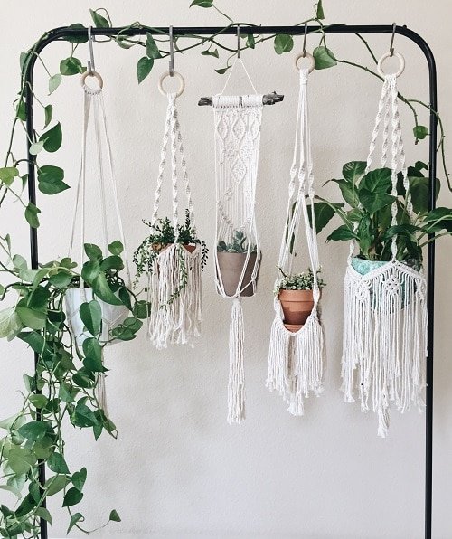 Best Selfie Plants to Grow Indoors 6