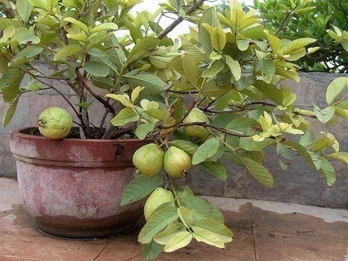 Fruits You Can Grow in Balcony 5