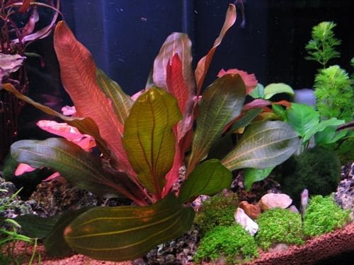 Red Aquarium Plants 5