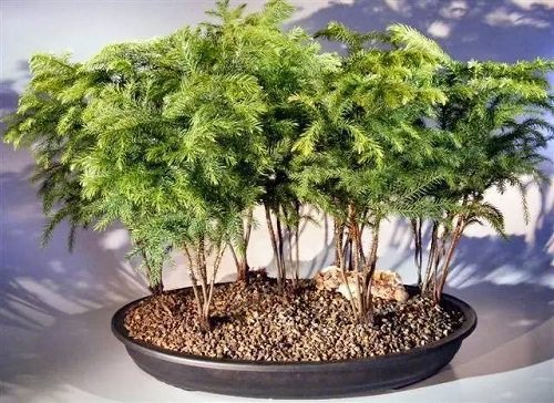 Best Indoor Bonsai Trees for Beginners 6