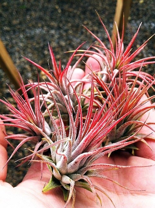 Best Red Succulents 6