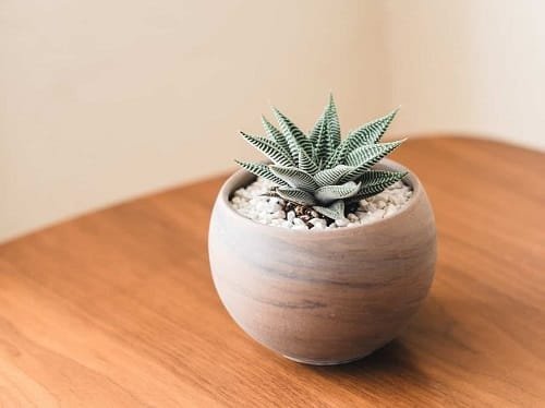 Best Indoor Cactus Plants 6