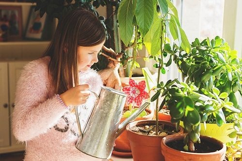 Houseplant Watering Rules 2