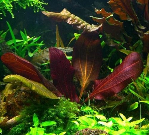 Red Aquarium Plants 7