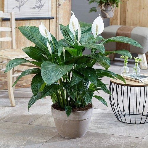 14. Peace Lily 