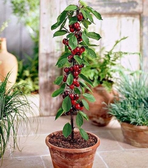 21 Fruits You Can Grow In Balcony Rooftop And Patio Page 2 Of 2 Balcony Garden Web 