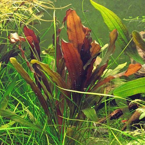 Red Aquarium Plants 8