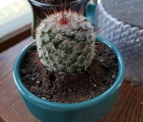 Best Indoor Cactus Plants 9