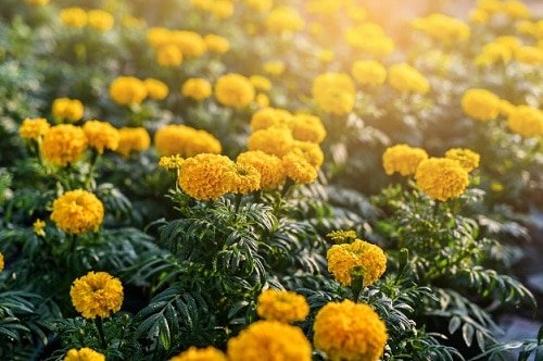 Best Varieties of marigold