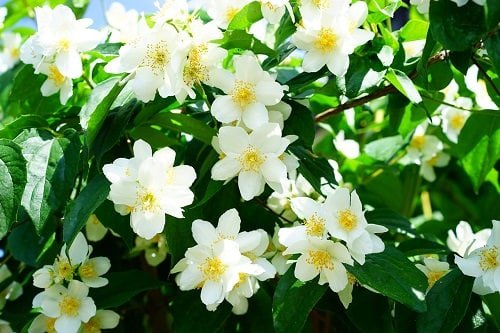 Types of White Flowers 11